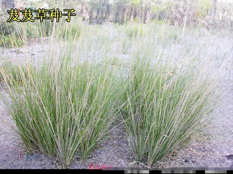 牧草种子优质芨芨草种子积机草种子席萁草种子家禽饲料耐盐碱