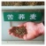 荞麦种子甜荞麦苦荞麦种孑五谷杂粮荞麦种籽荞麦面荞麦