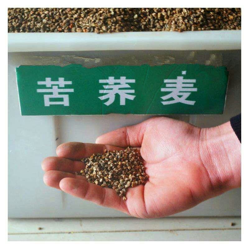 荞麦种子甜荞麦苦荞麦种孑五谷杂粮荞麦种籽荞麦面荞麦