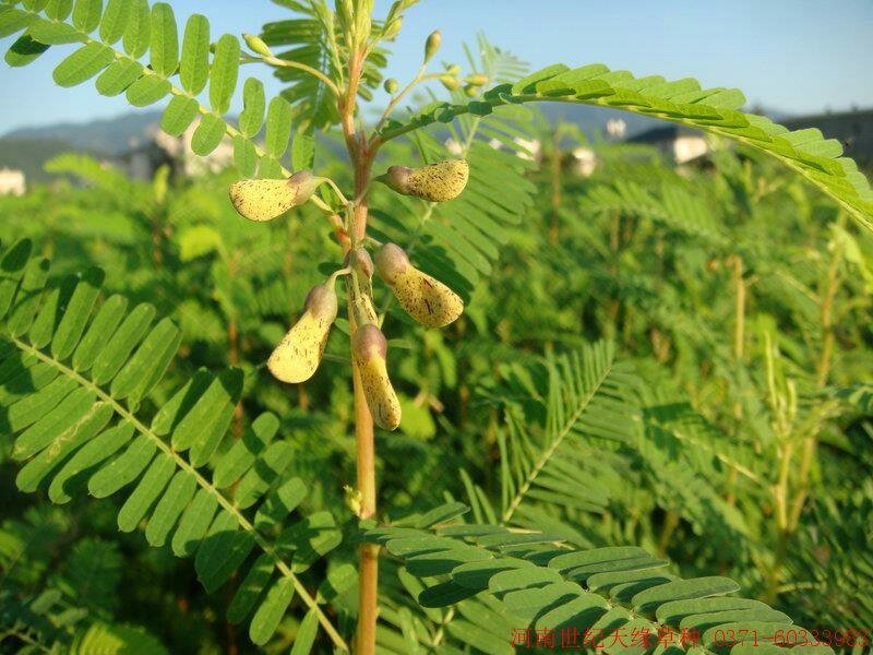 田箐种子果园固氮绿肥种子青饲料牧草种子改良盐碱土壤