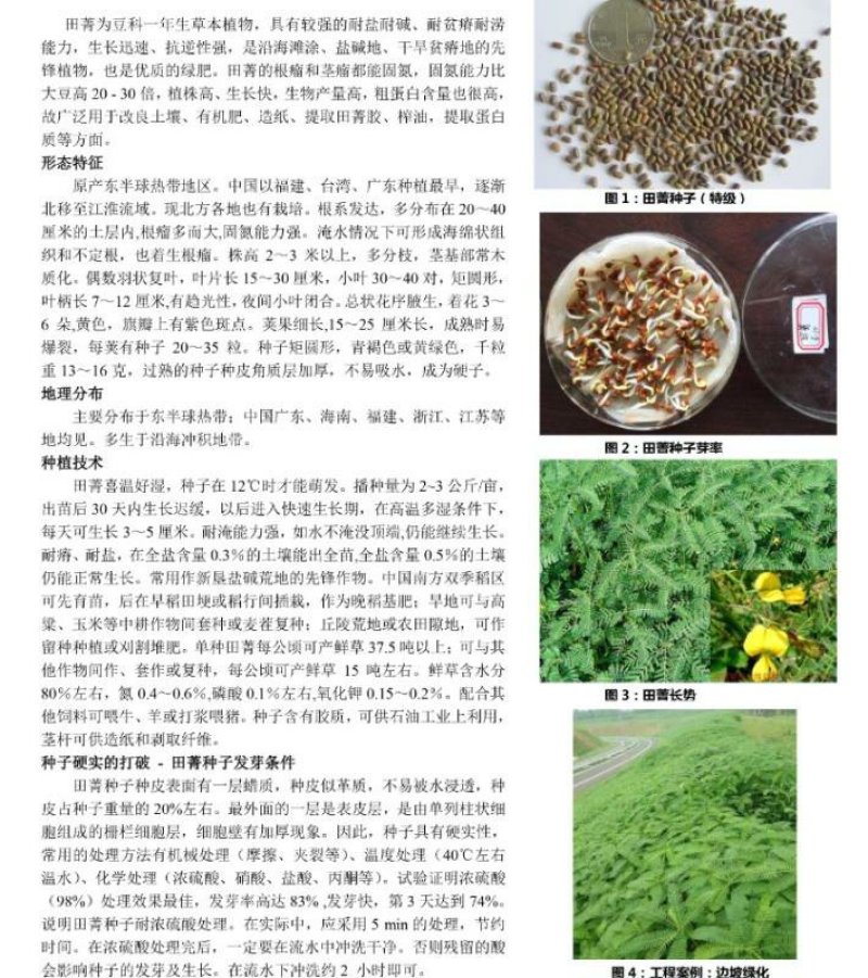 田菁种子碱青涝豆种子改善土壤果园绿肥草种子四季牧草种子