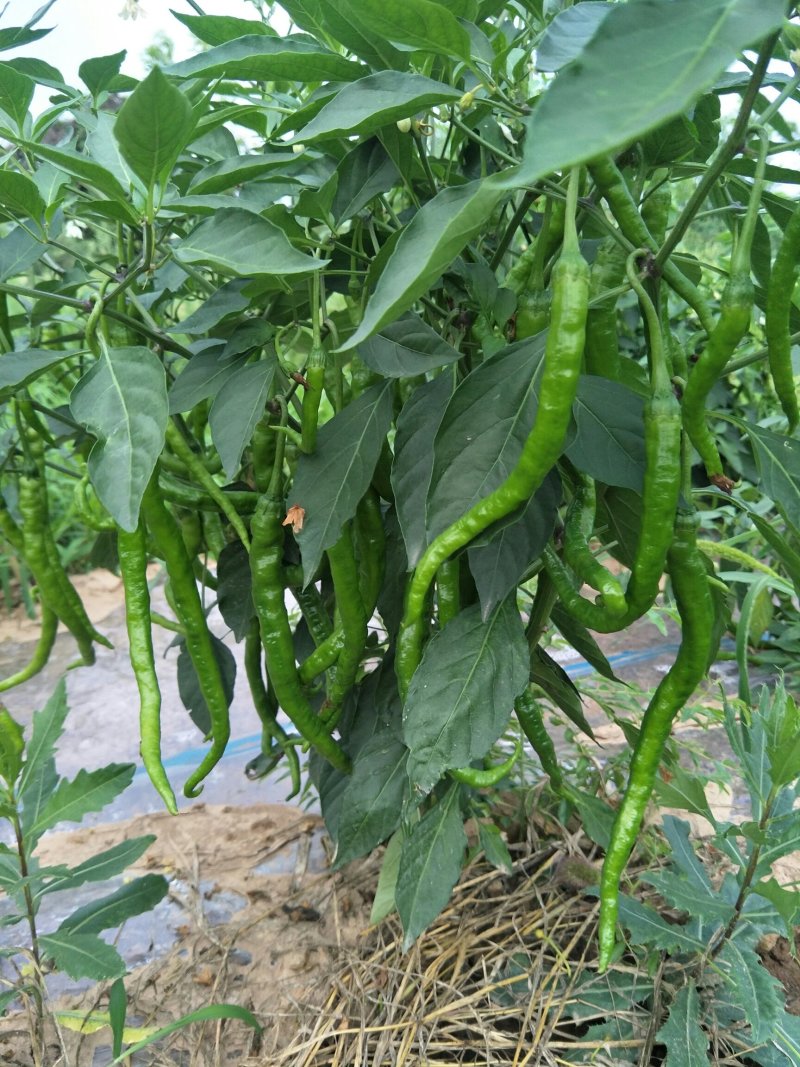 锦馃苑线椒，自由品牌，秦椒系列