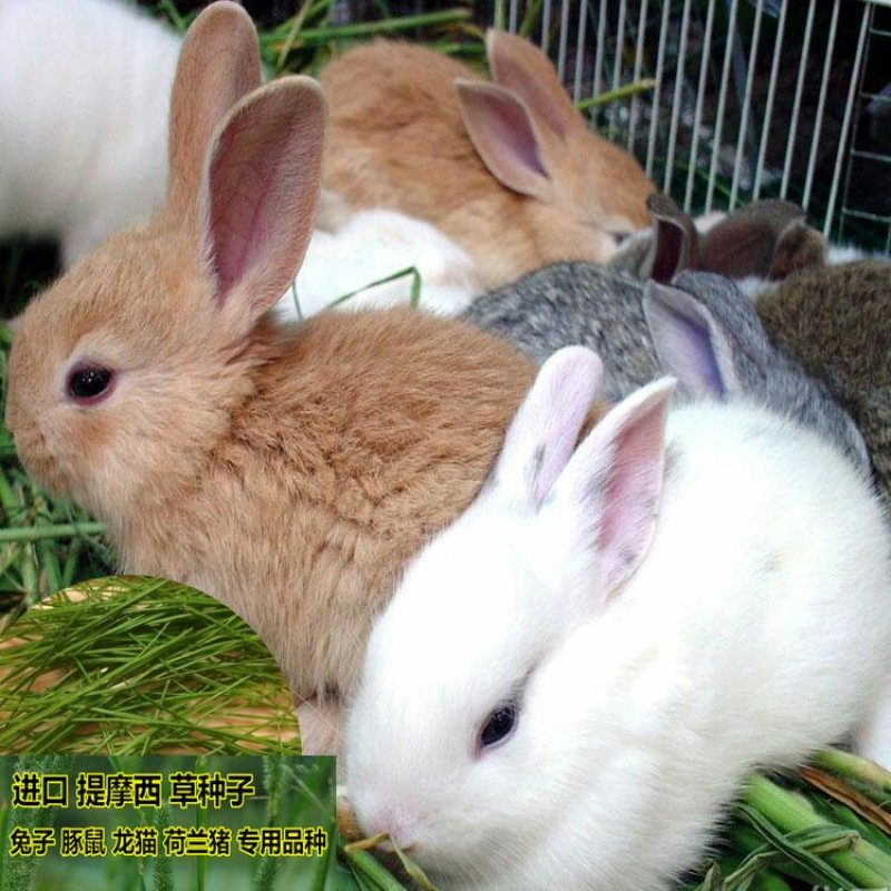 多年生牧草种子猫尾草种子提摩西种子龙猫兔子爱吃的草种子