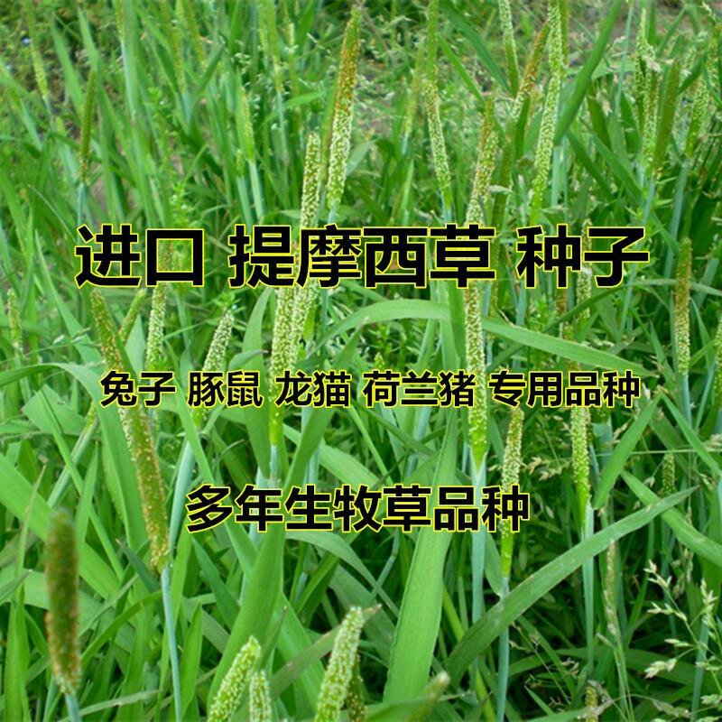 多年生牧草种子猫尾草种子提摩西种子龙猫兔子爱吃的草种子