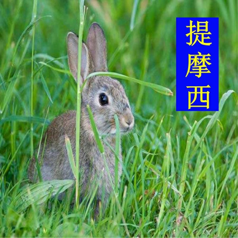 多年生牧草种子猫尾草种子提摩西种子龙猫兔子爱吃的草种子