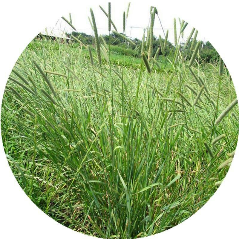 多年生牧草种子猫尾草种子提摩西种子龙猫兔子爱吃的草种子