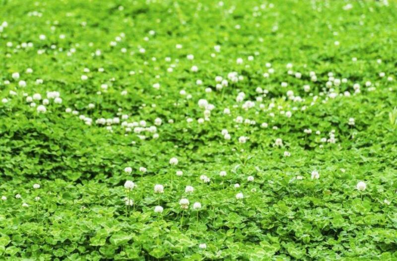 进口白三叶草种子草多年生进口草坪种子果园绿肥牧草种子