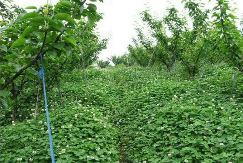 进口白三叶草种子草多年生进口草坪种子果园绿肥牧草种子