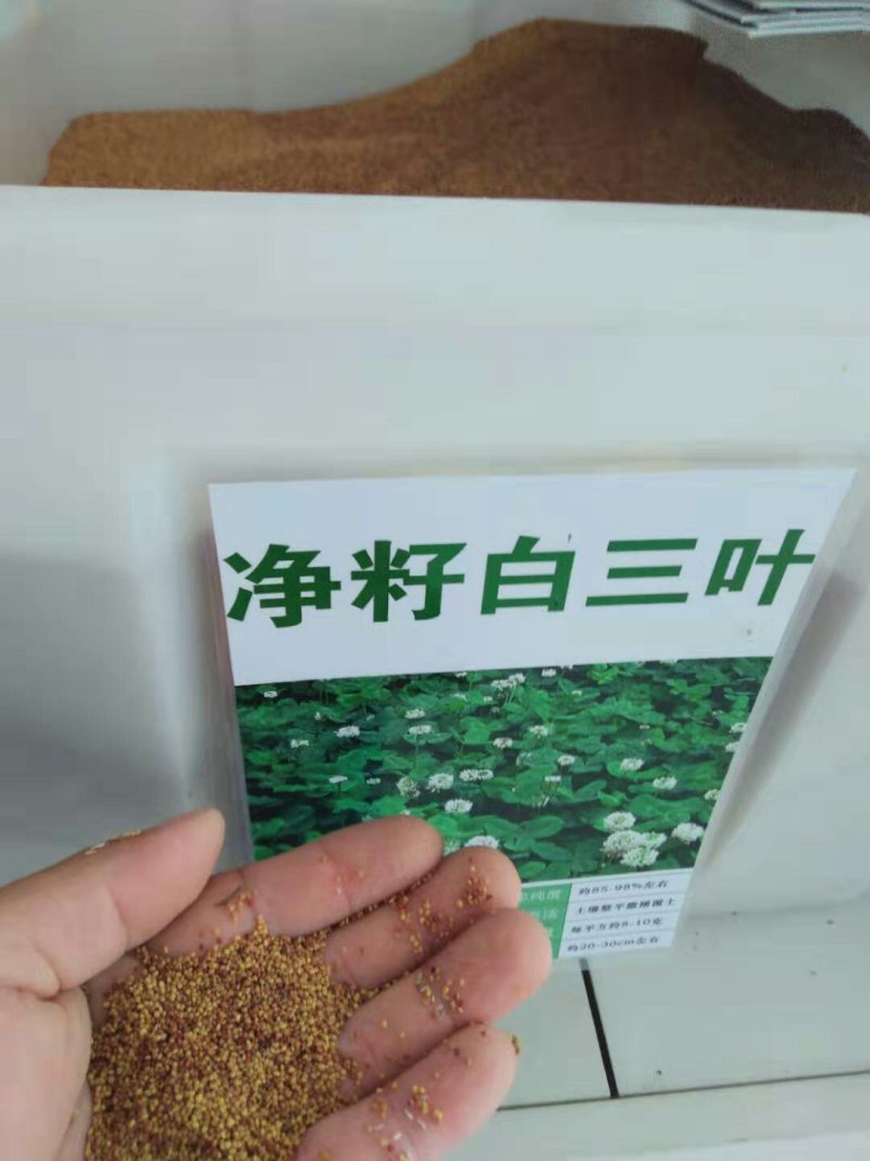 进口白三叶草种子草多年生进口草坪种子果园绿肥牧草种子
