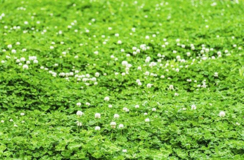 白三叶草种子净籽四季青草坪种籽牧草绿化草种果园绿肥种子