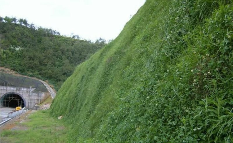白三叶草种子净籽四季青草坪种籽牧草绿化草种果园绿肥种子