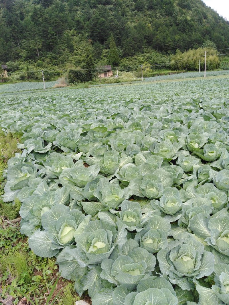 甘蓝