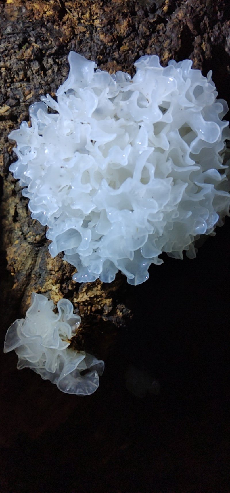 椴木银耳