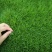 狗牙根种子进口草坪种子易活耐热耐旱护坡庭院绿化免修剪草皮