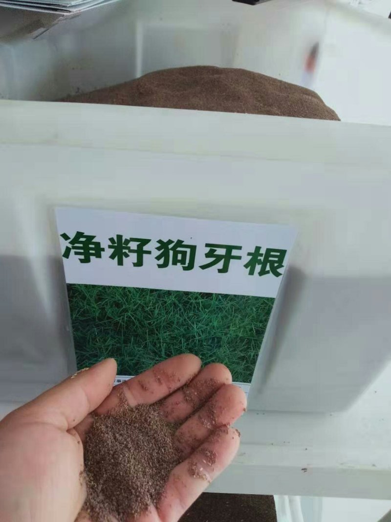 狗牙根种子进口草坪种子易活耐热耐旱护坡庭院绿化免修剪草皮