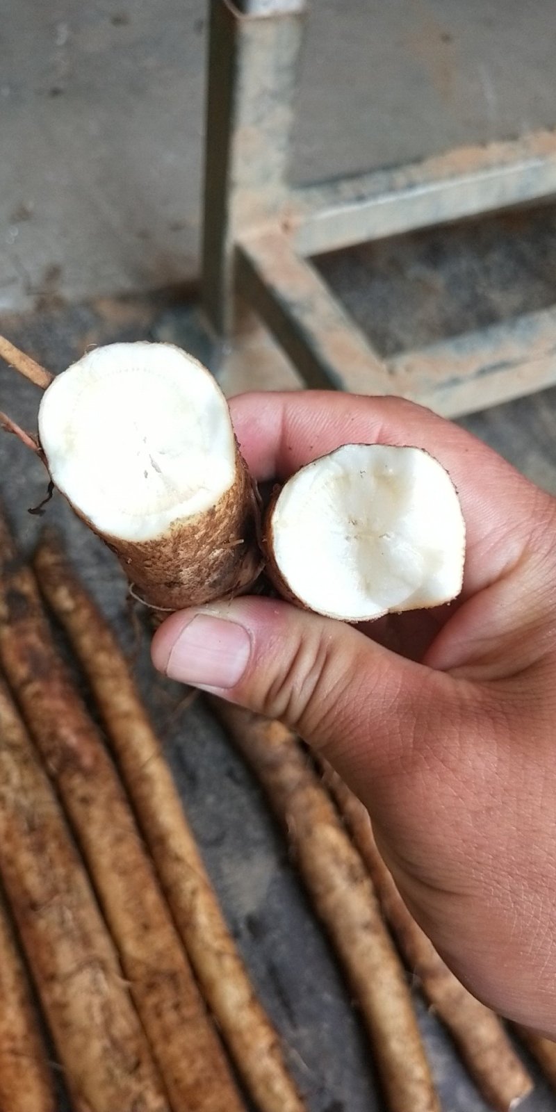 常年供应保鲜牛蒡，腌制牛蒡，牛蒡丝