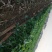 常年供应保鲜牛蒡，腌制牛蒡，牛蒡丝
