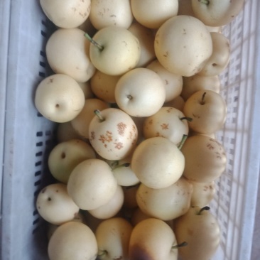 梨次皇冠梨，量大，价格便宜，