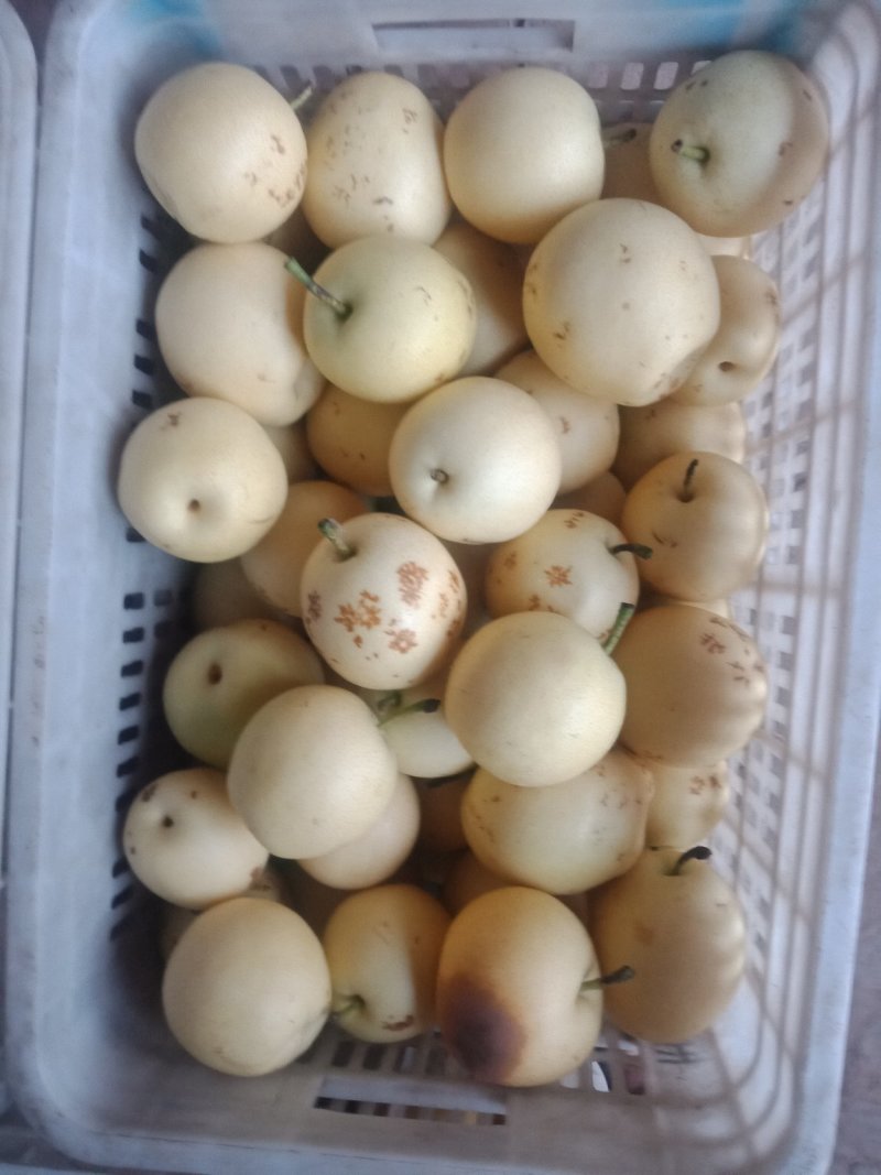 梨次皇冠梨，量大，价格便宜，