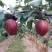 早酥红梨，脆，甜，多汁，无渣