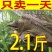 正宗中华甲鱼39元一只包邮，包活到家，鱼塘直接供应。