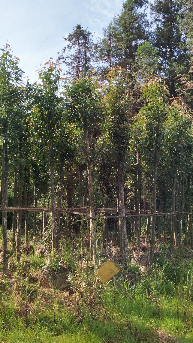 拟单性木兰（云南马关袋苗）