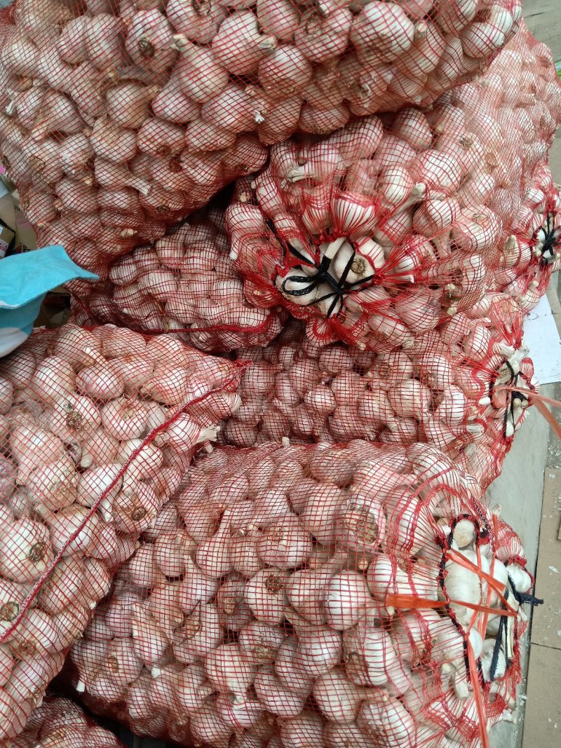 苍山大蒜，苔蒜，