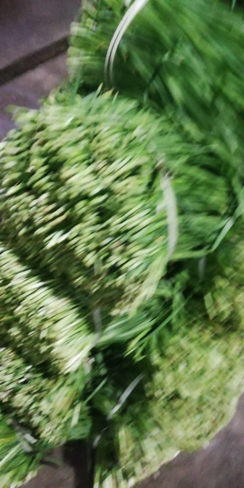 广东徐闻大叶韭菜一手货源从农户直达客户手上，诚信交易