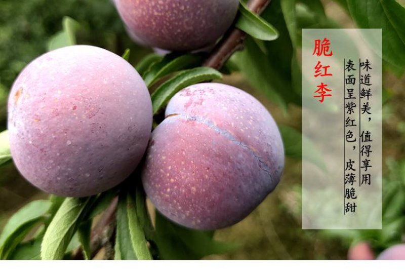 硒元脆红李