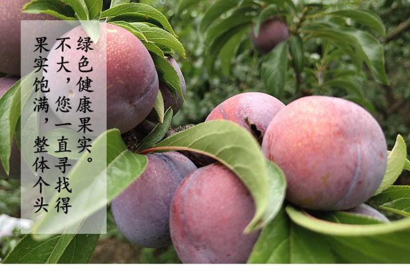 硒元脆红李