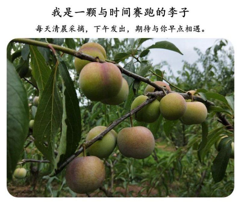 硒元脆红李