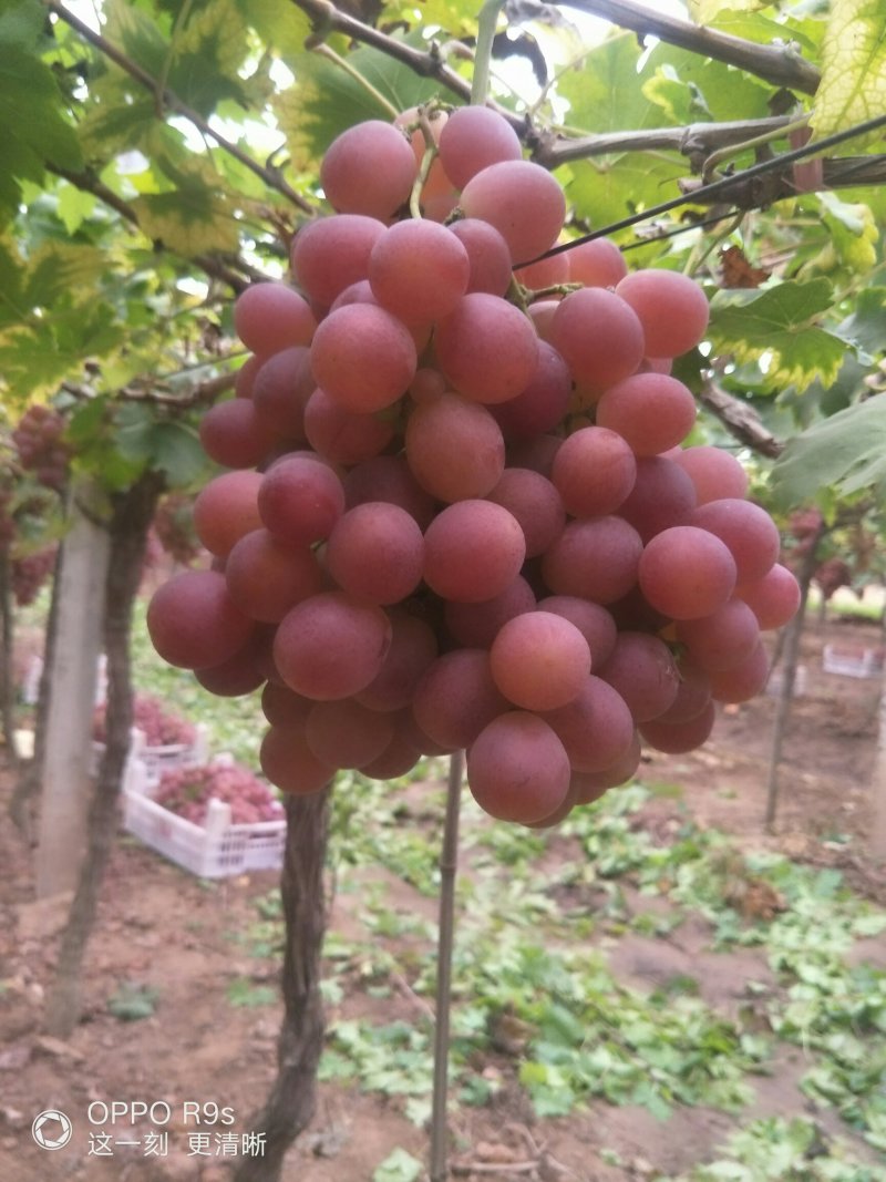 红提，8月中旬