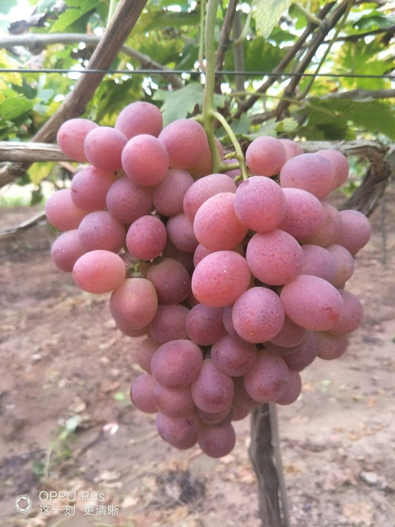 红提，8月中旬