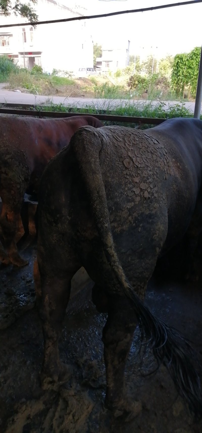 肉牛