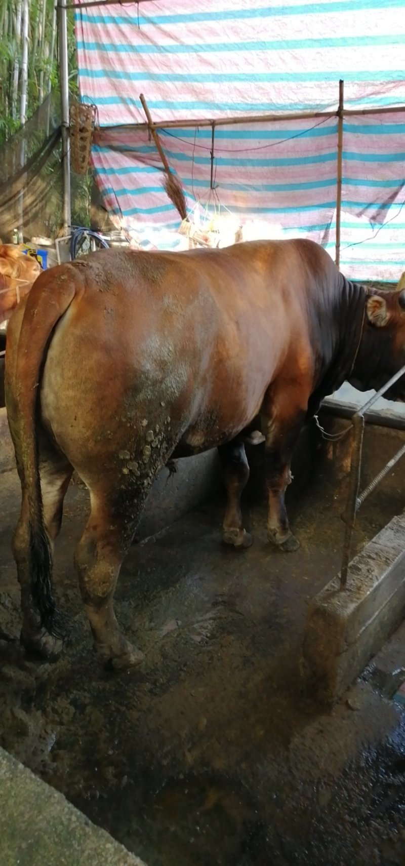 肉牛
