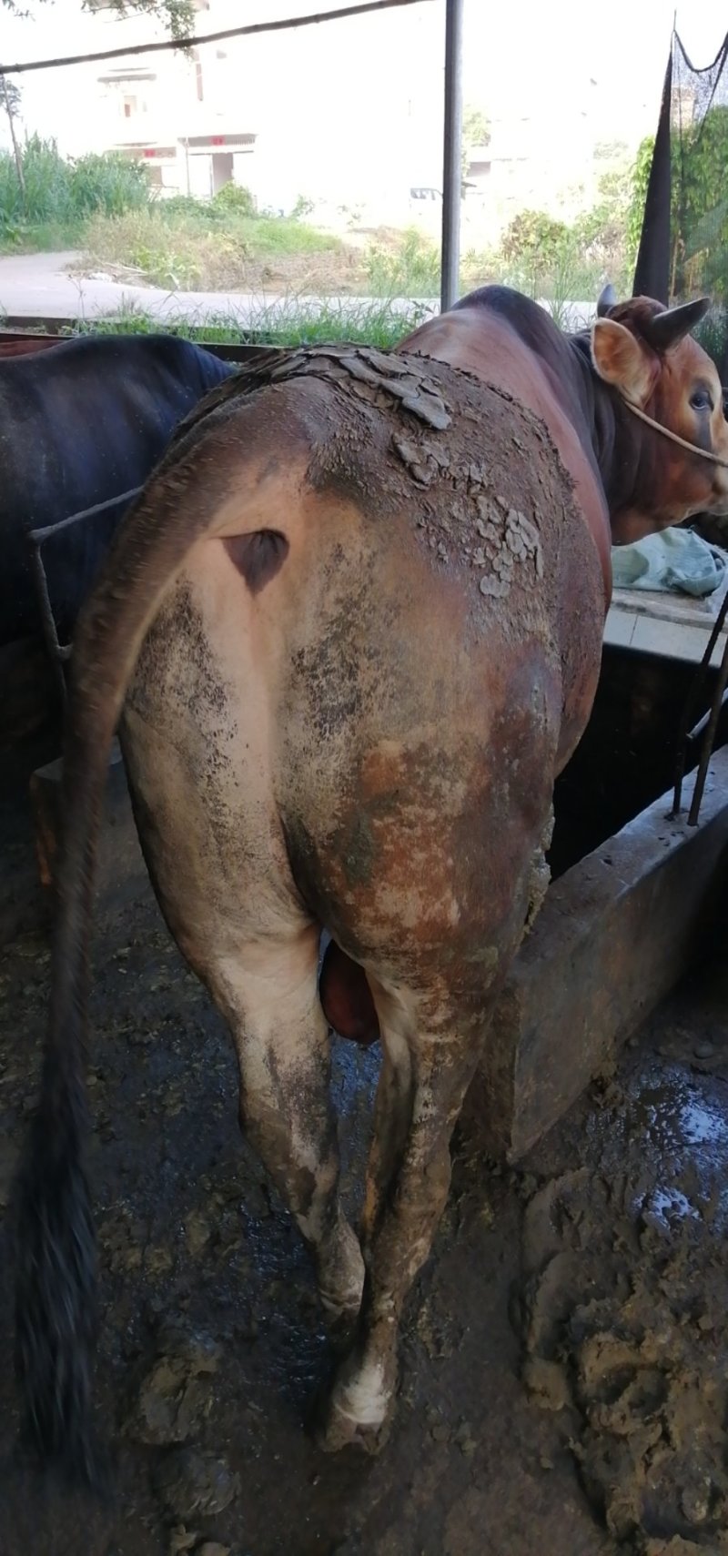 肉牛