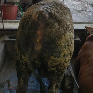 肉牛