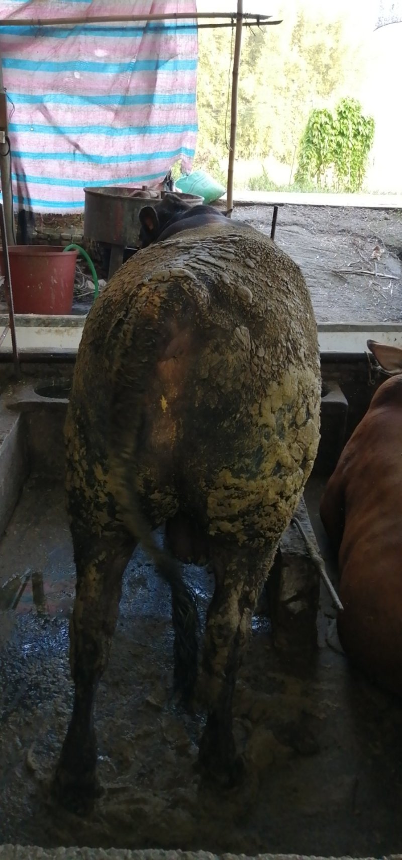 肉牛