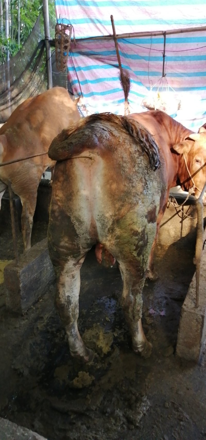 肉牛