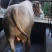 肉牛