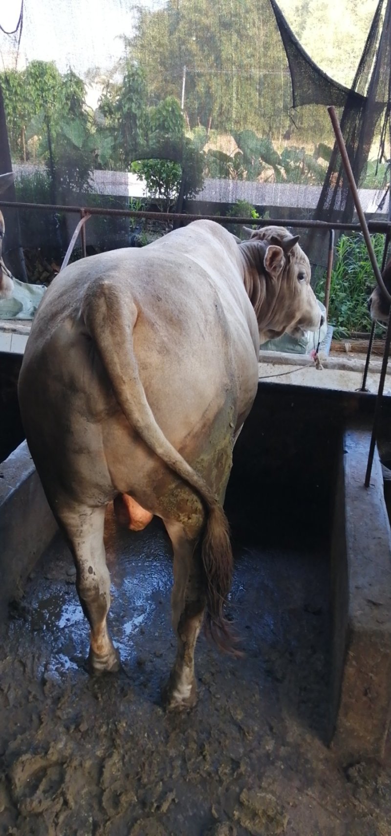 肉牛