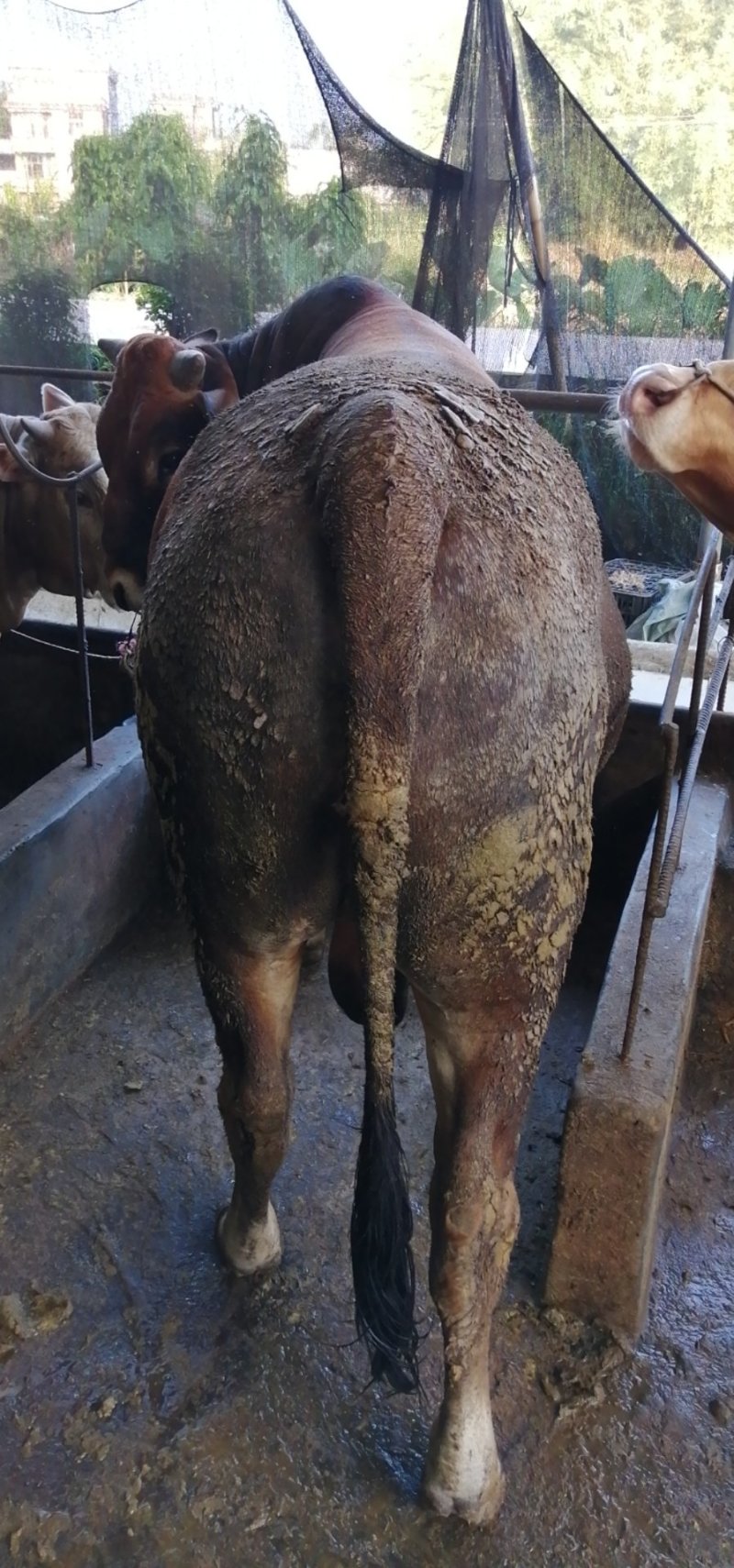 肉牛
