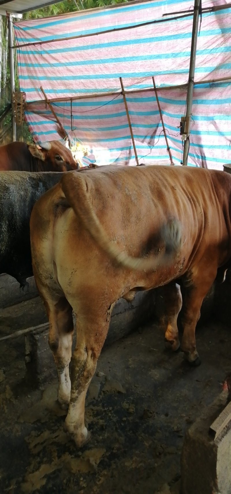 肉牛