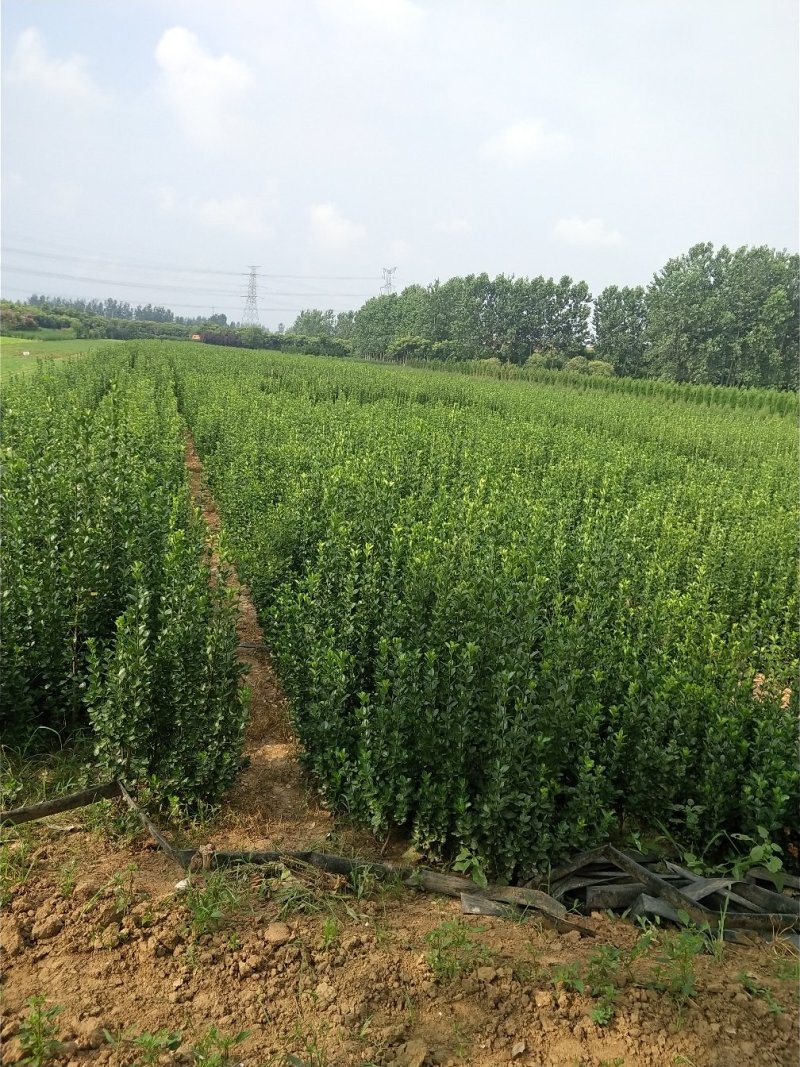 红瑞木