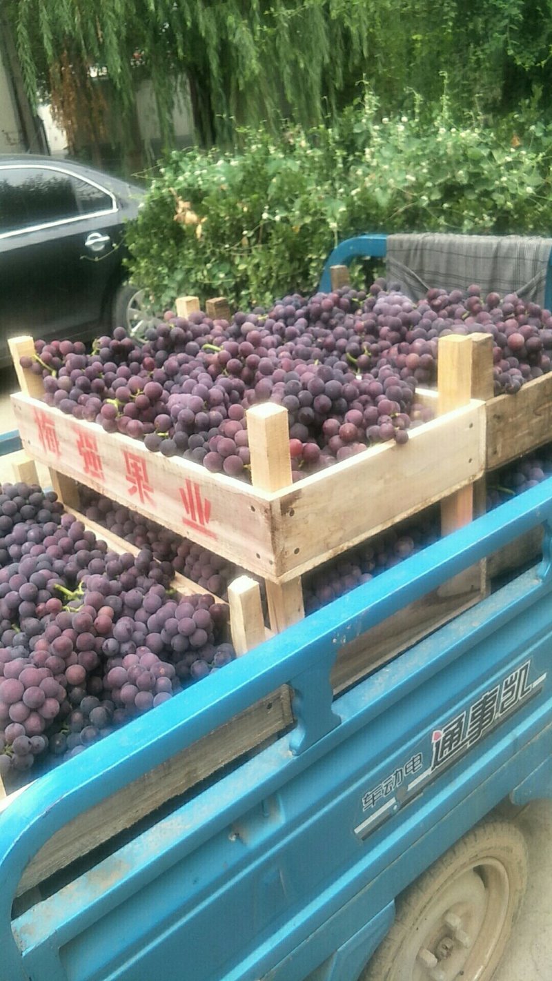 巨峰葡萄