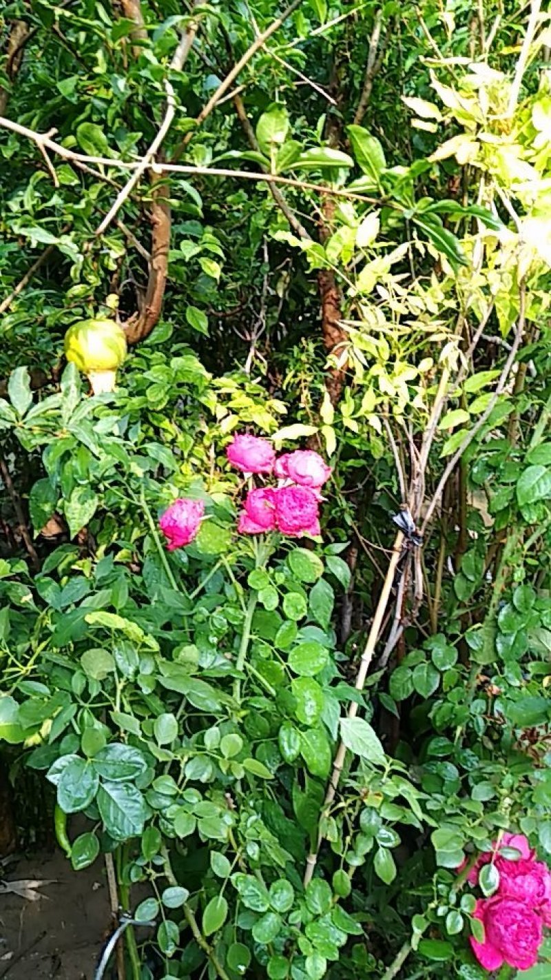 葡萄树