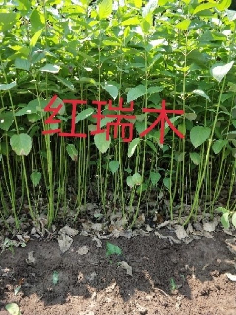 鸢尾花，蝴蝶兰，