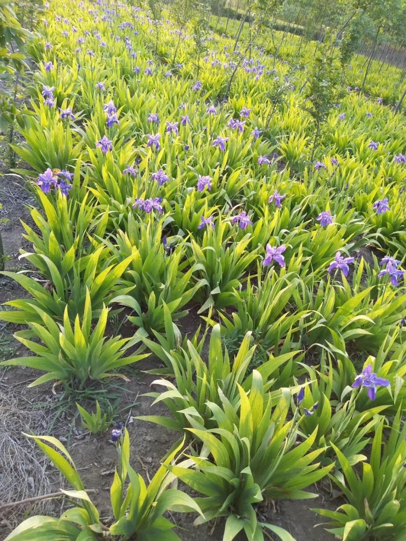 鸢尾花，蝴蝶兰，