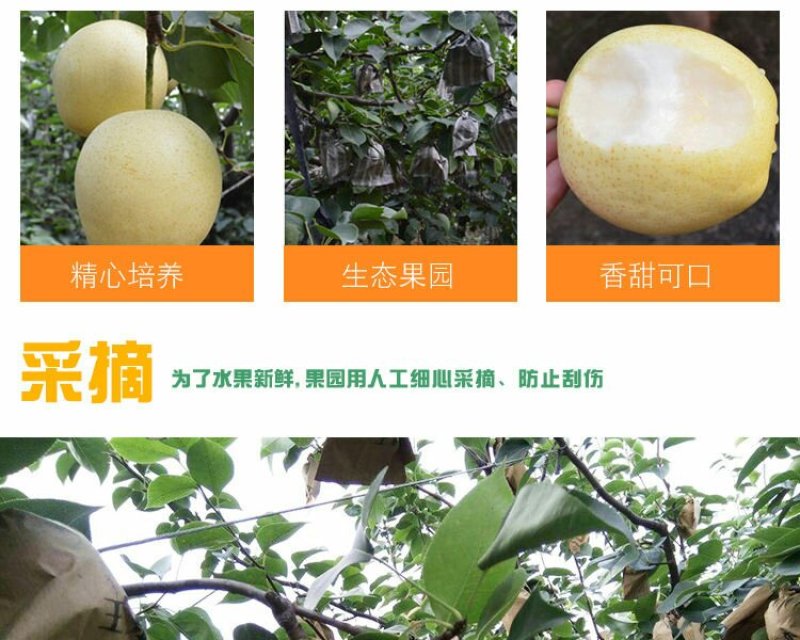 大量出售批发半斤以上皇冠梨
