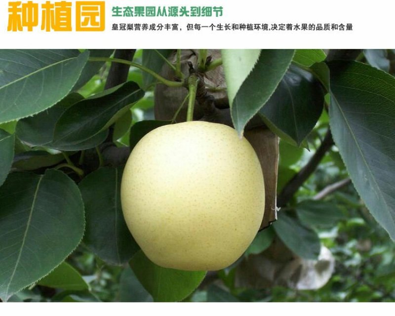 大量出售批发半斤以上皇冠梨